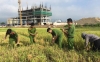 Tuổi trẻ thành phố Hòa Bình xuống đồng gặt lúa giúp người dân